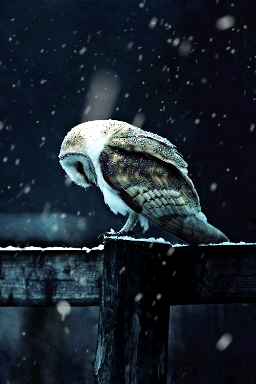 Tall Noble owl